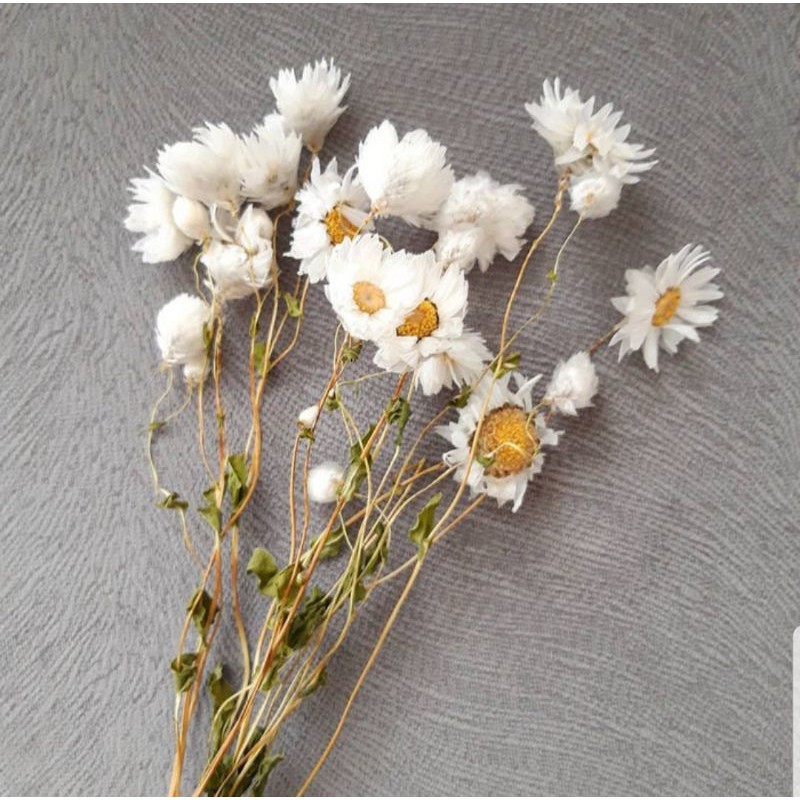 Dried Flower | Bunga kering Rodanthe | Daisy white bunch