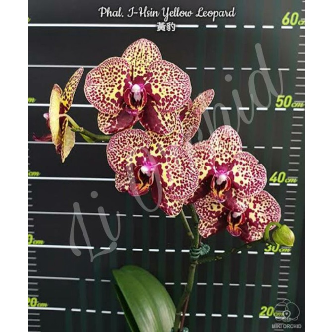 Anggrek Bulan/Phalaenopsis REMAJA Import Taiwan BER-ID