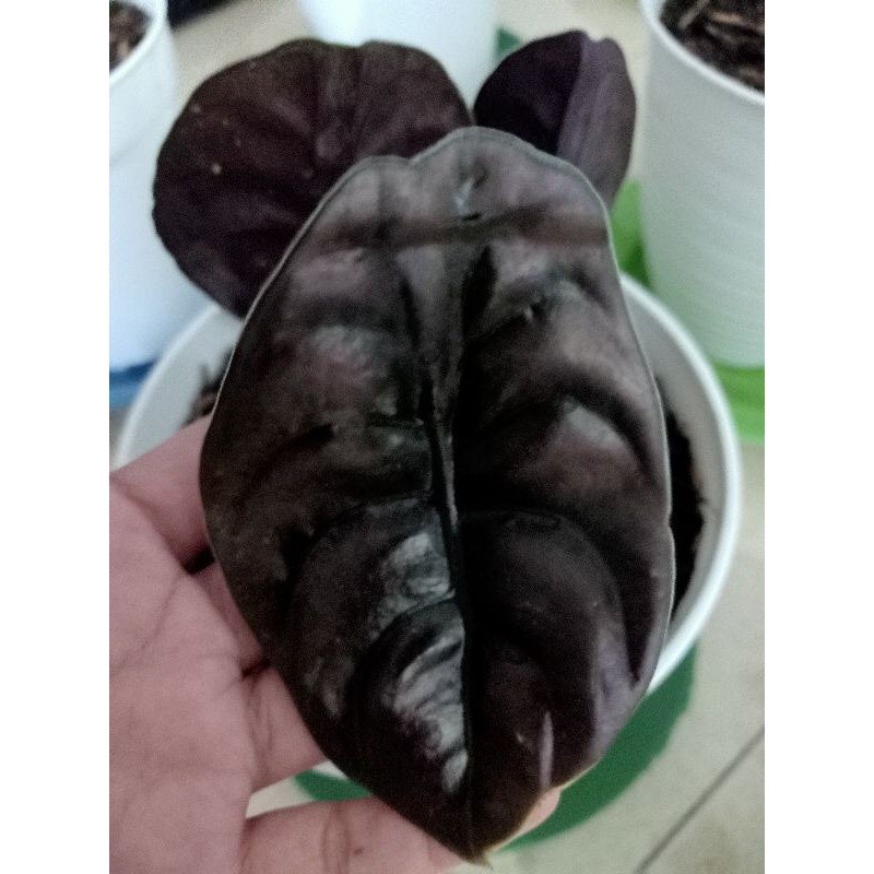 Cuprea keladi tengkorak hitam