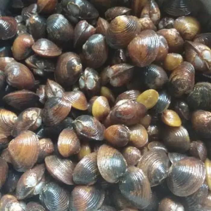 

terabaru Remis (cece) atau kerang air tawar per 100gram segar