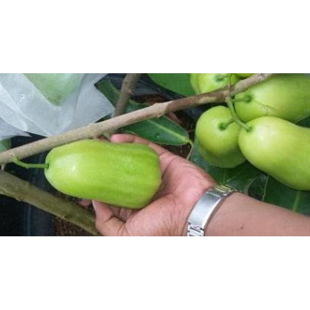 Bibit Tanaman Bibit Jambu Air Super Green|Bibit Jambu Air Taiwan Super Green Murah