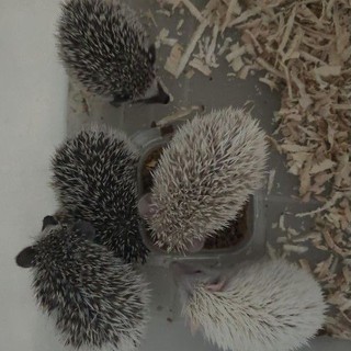  Landak  mini  lanmin hedgehog hewan  peliharaan  