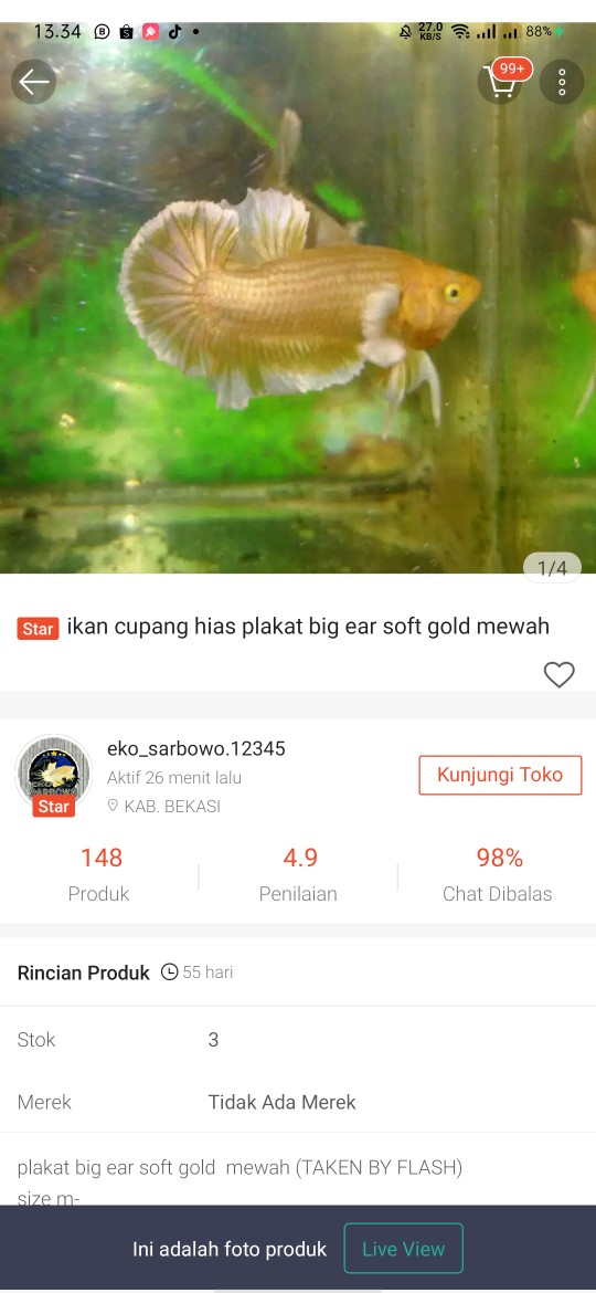 Ikan Cupang Hias Plakat Big Ear Soft Gold Mewah
