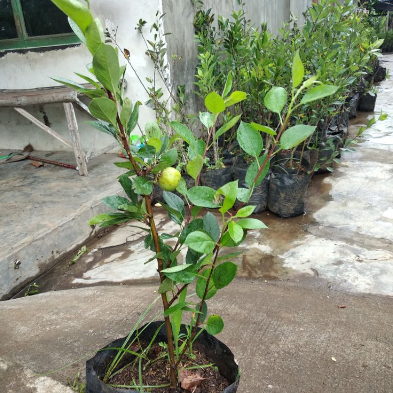 Tanaman apel cangkok cepat berbuah
