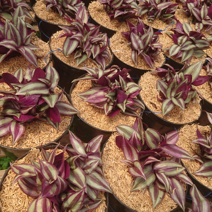 tanaman hias Gewor silver ungu