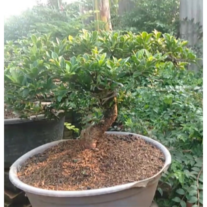 Bonsai Beringin Elegan
