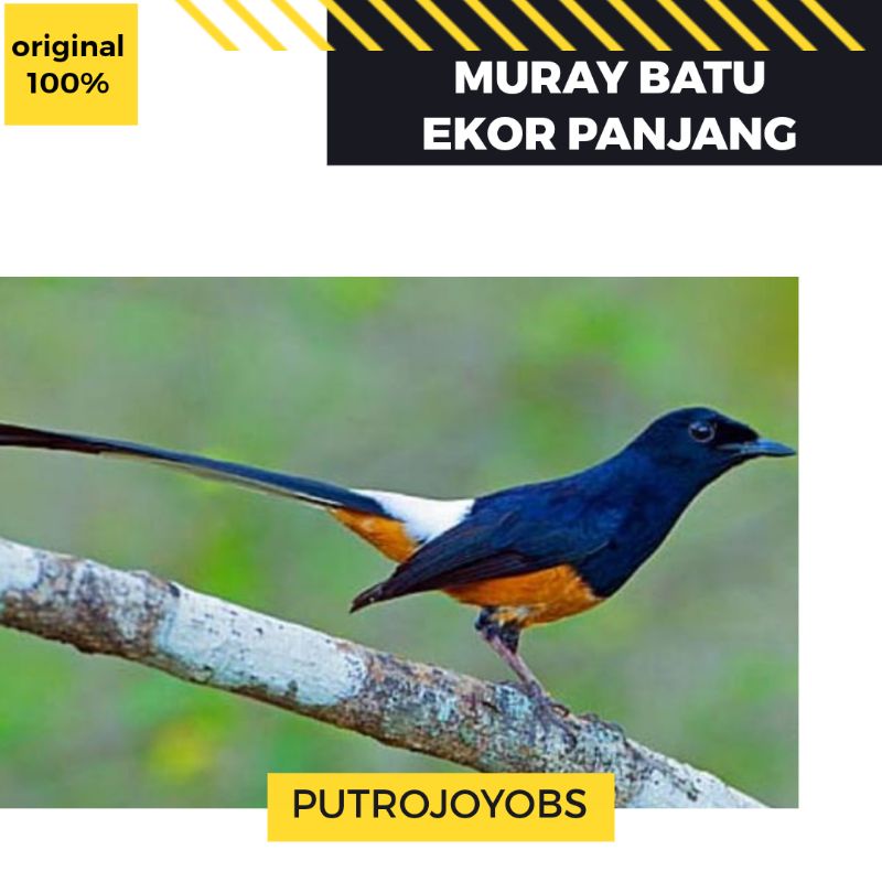 BURUNG MURAY MURAI MB MH PALANGKA BAHAN JANTAN EKOR PANJANG MULUS PILIHAN BAGUS