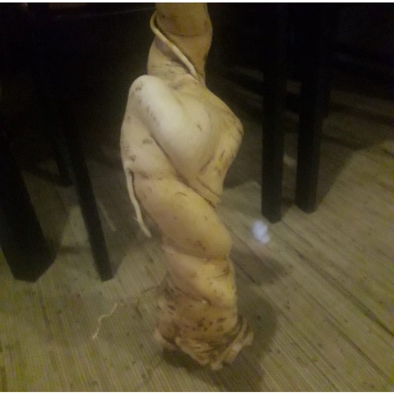 pasak bumi