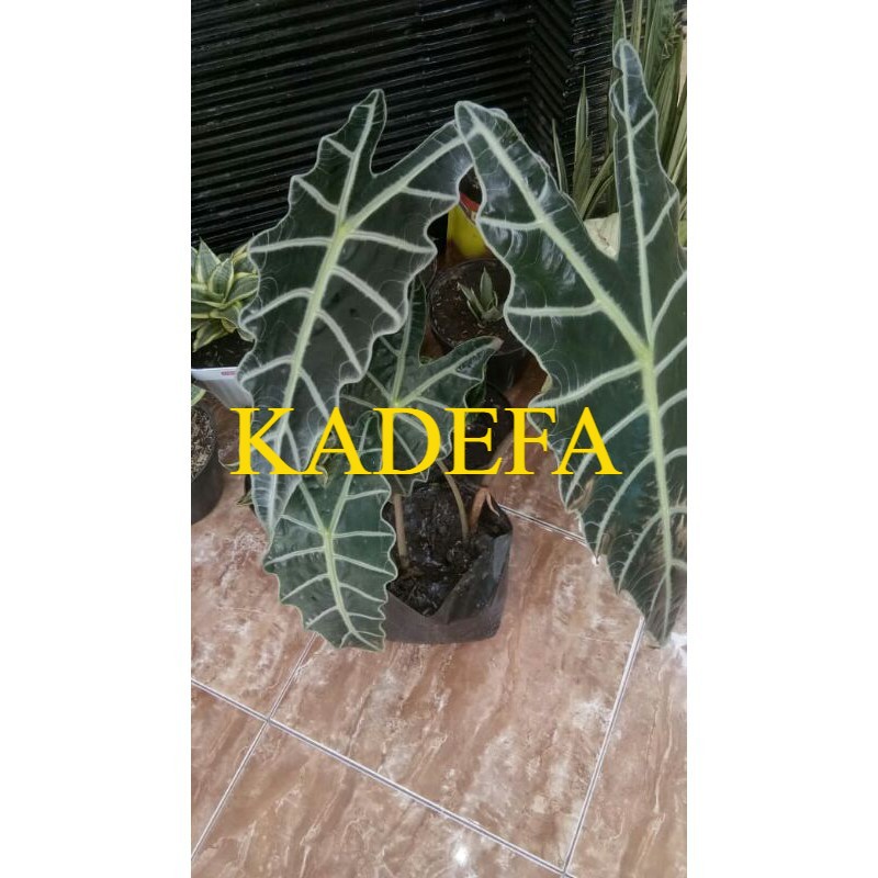 Keladi Amazon | alokasia keladi amazon