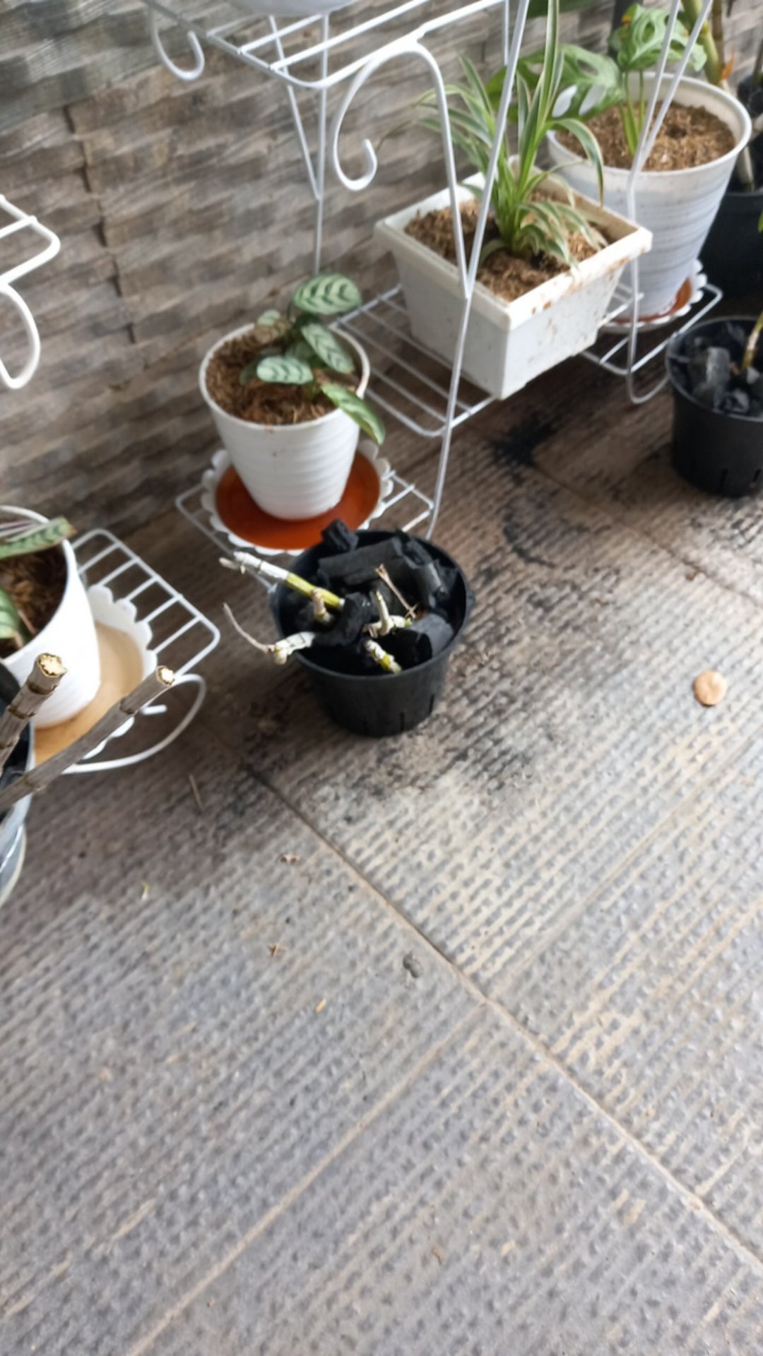 Bibit Anggrek Dendro - Dendrobium Seedling Hybrid