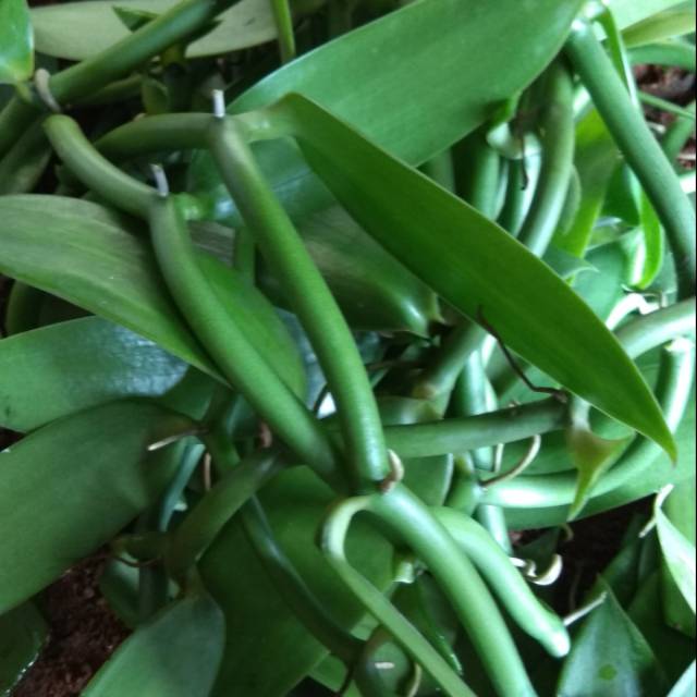 Bibit vanili stek vanili planipolia