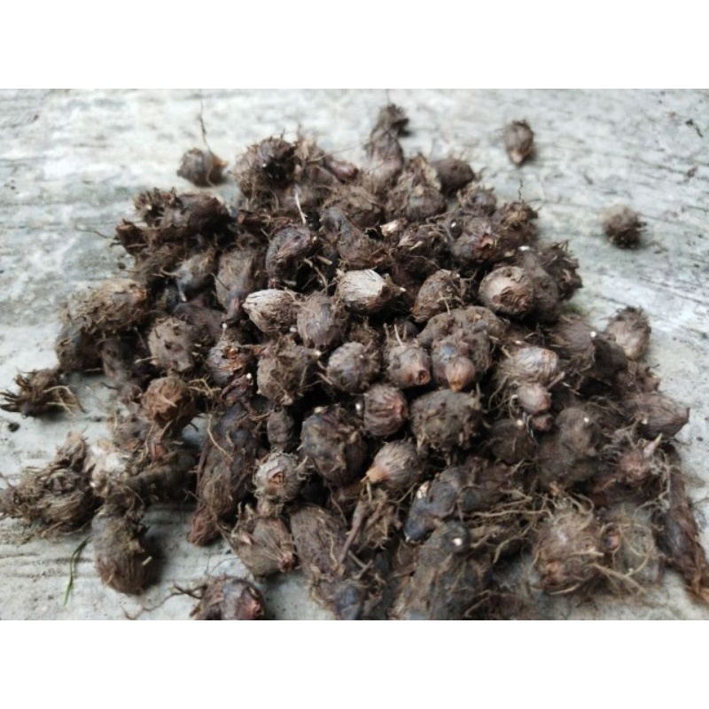 rimpang suket teki segar  rimpangsukettekisegar