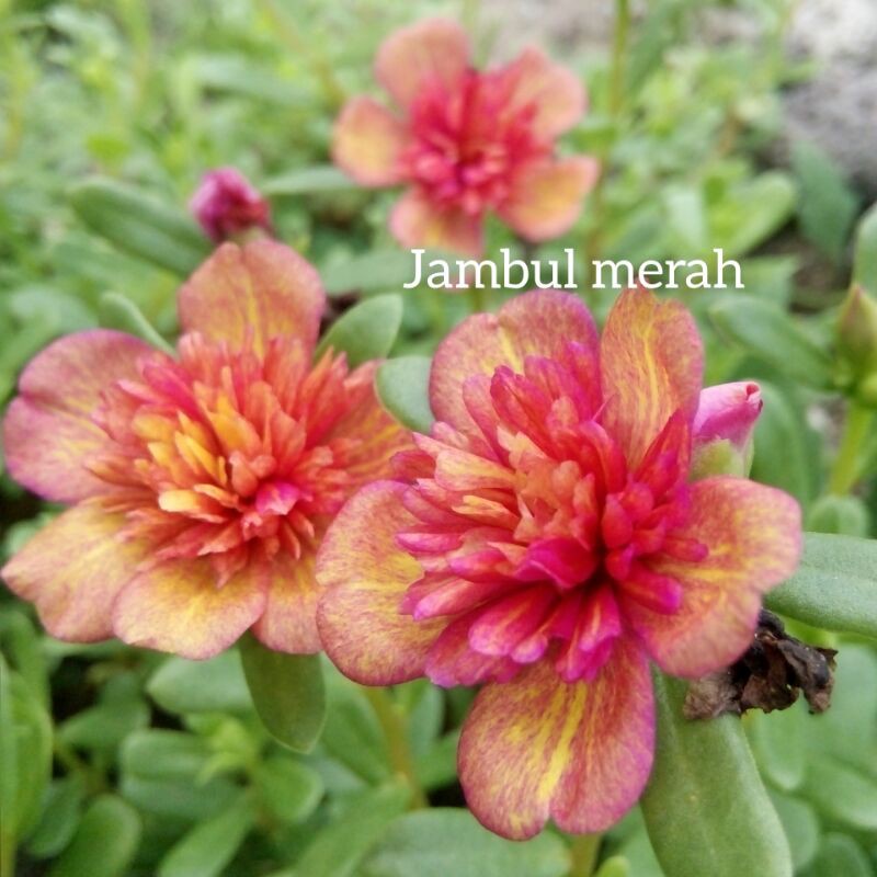 bunga krokot jambul merah