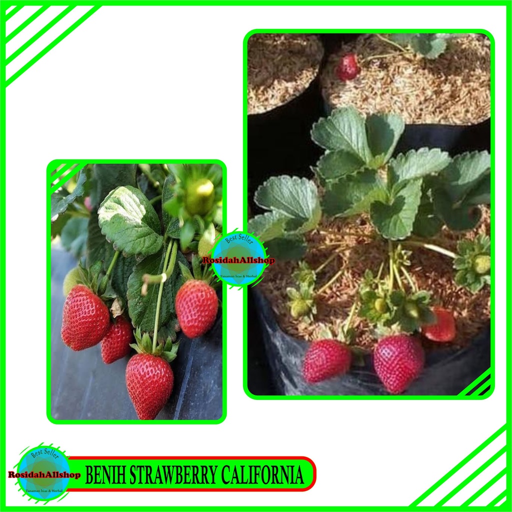benih strawberry california manis/strawberry jumbo manis/murah 2pcs