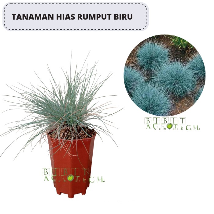 Rumput Biru/ Blue Fecue Grass/ Rumput Festuca