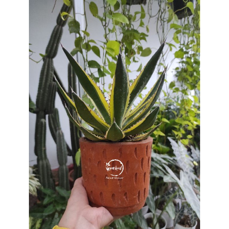 Agave Iophantha / Agave / Tanaman hias agave