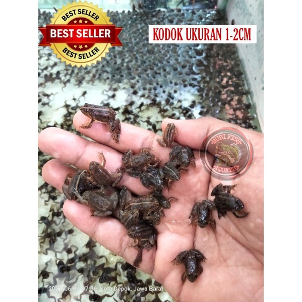 KODOK SAWAH - KODOK AIR - KODOK HIDUP - UMPAN PANCING -  PAKAN IKAN ARWANA