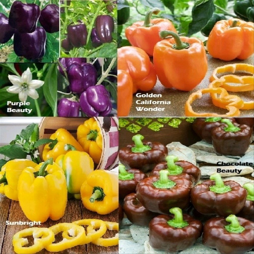 20 Benih Biji Paprika Paket Hemat Benih Paprika