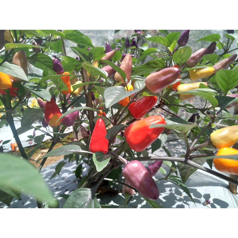 Benih Bibit Biji - Cabai Chinese Five 5 Colour Cabe Rainbow Pelangi Pepper Seeds