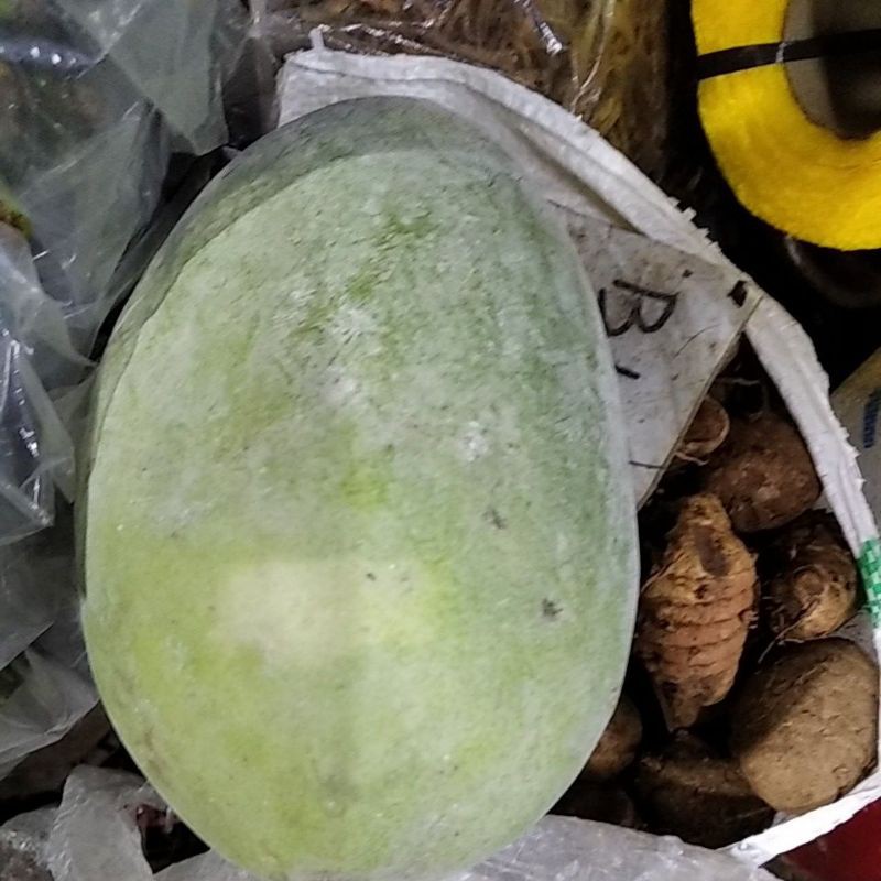 

buah bligo/kundur sedang