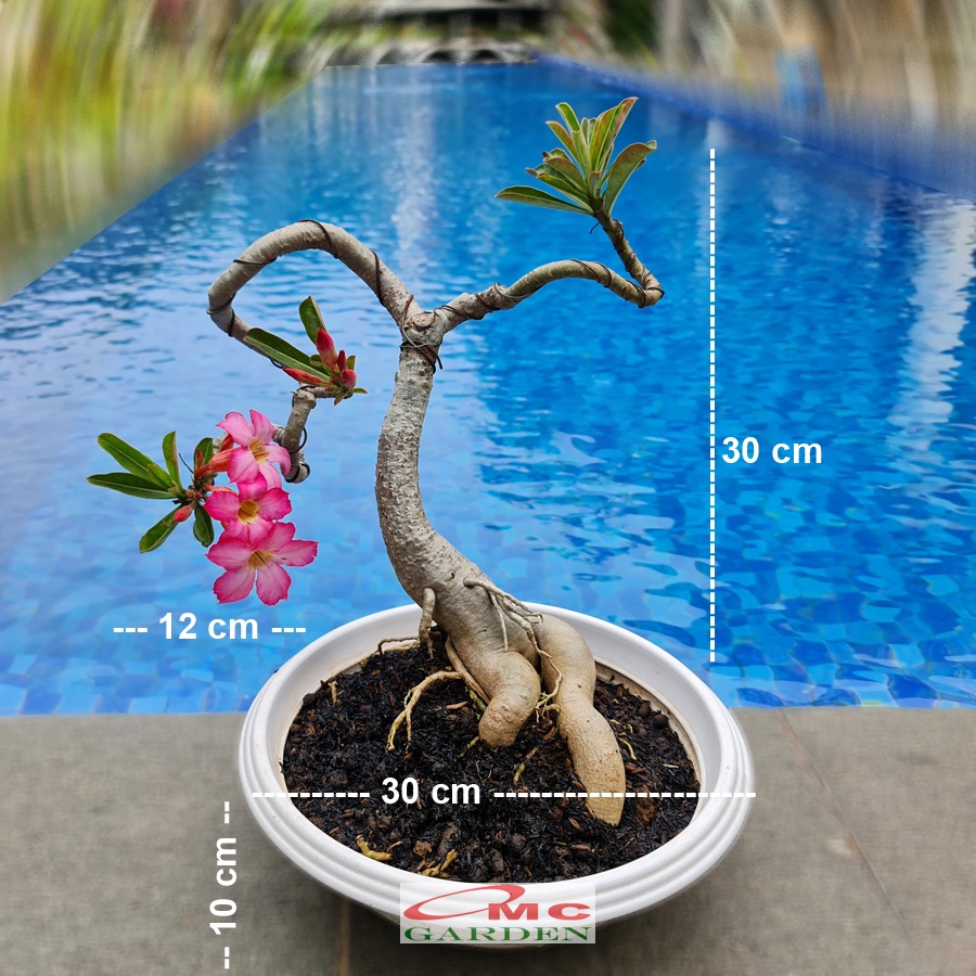 Tanaman Hias Bonsai Adenium Arabicum Obesum Kamboja Jepang B-KJ-003