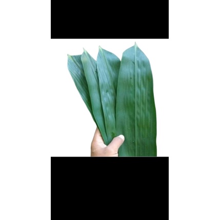 

DAUNBAMBU/BAMBOOLEAF