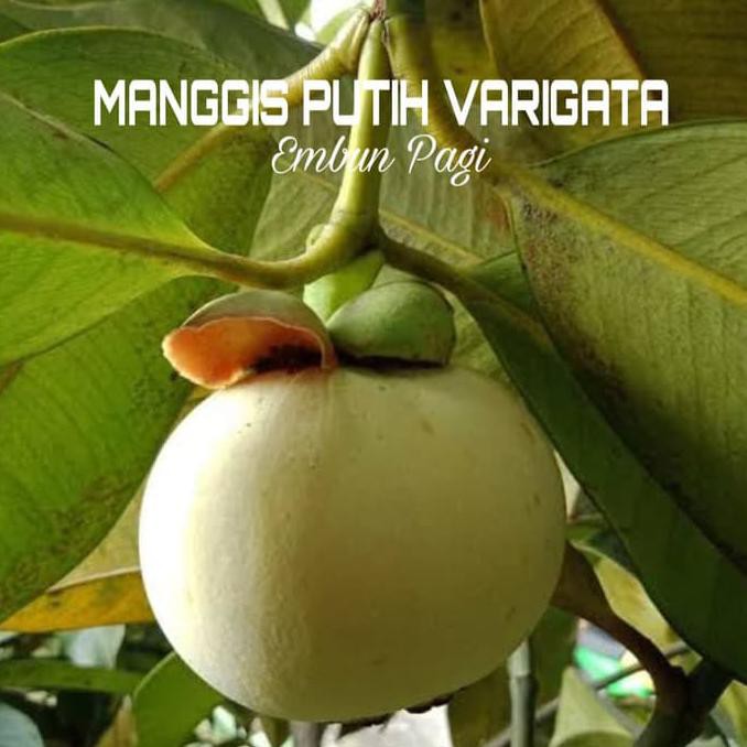 Menakar Kandungan Nutrisi Buah Manggis Kaya Antioksidan Hingga Rendah Lemak Tribunbatam Id