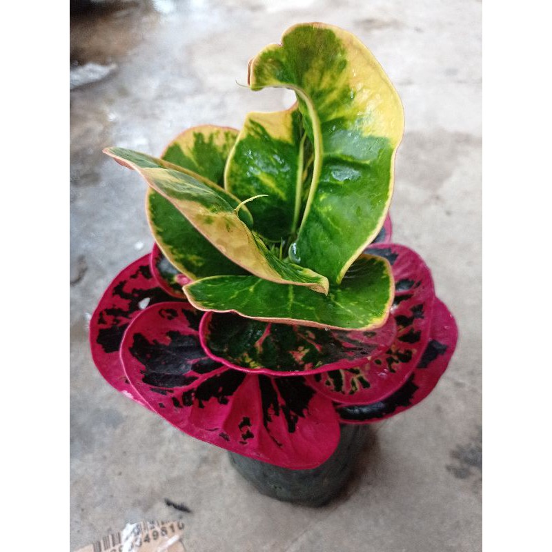 bibit tanaman hias bunga puring apel mawar merah