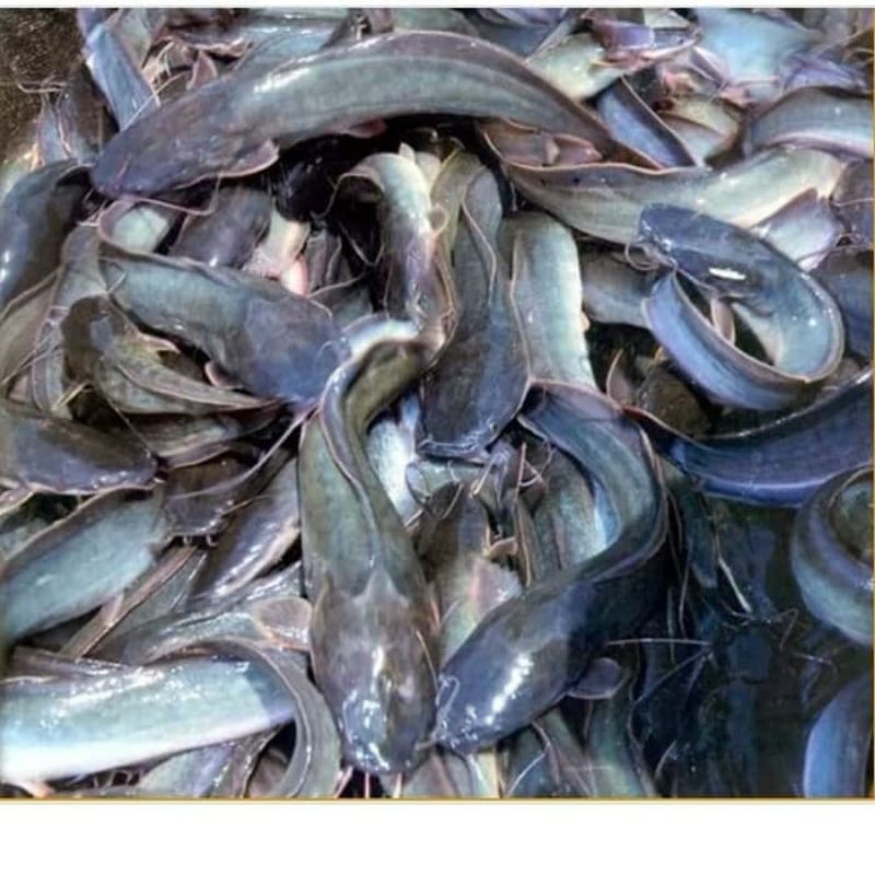 

Aneka ikan segar