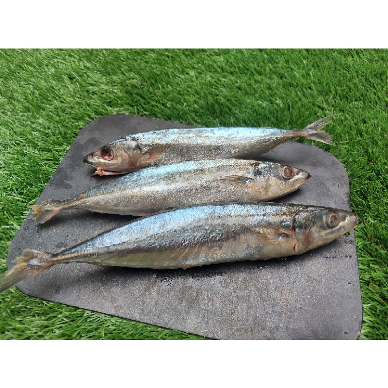 

Kembung Layang fresh