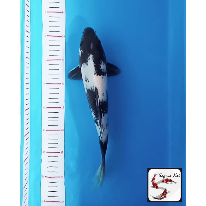 Koi Shiro Lokal Blitar 30 CM