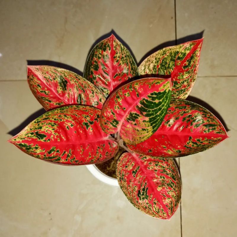 aglonema Adelia merah/Aglaonema Adelia merah otw ke aglonema Helena