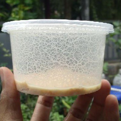 microworm, pakan alami, pakan burayak