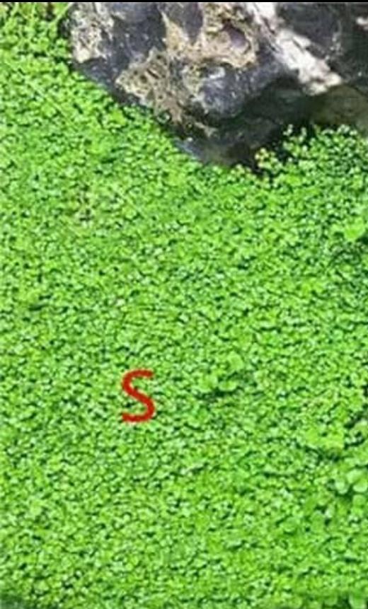 PROMO ISI 10ml Bibit tanaman Aquascape LEAF GRASS Carpet seed Tanaman air Benih rumput aquascape rumput aquarium