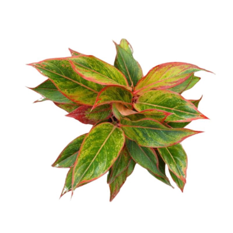 tanaman hias aglonema lipstik merah