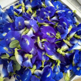  BUNGA TELANG KERING  ORGANIK butterfly pea flower 