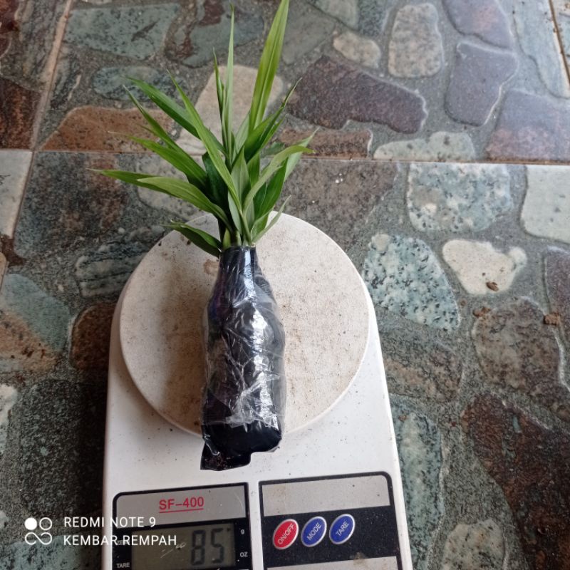 Bibit jahe merah super siap tanam (11 bibit)