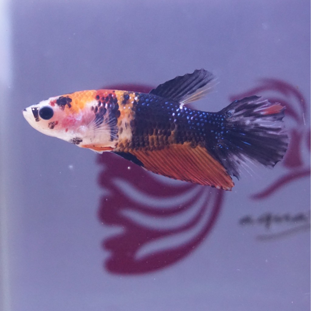 cupang female halfmoon black nemo betina C 0411