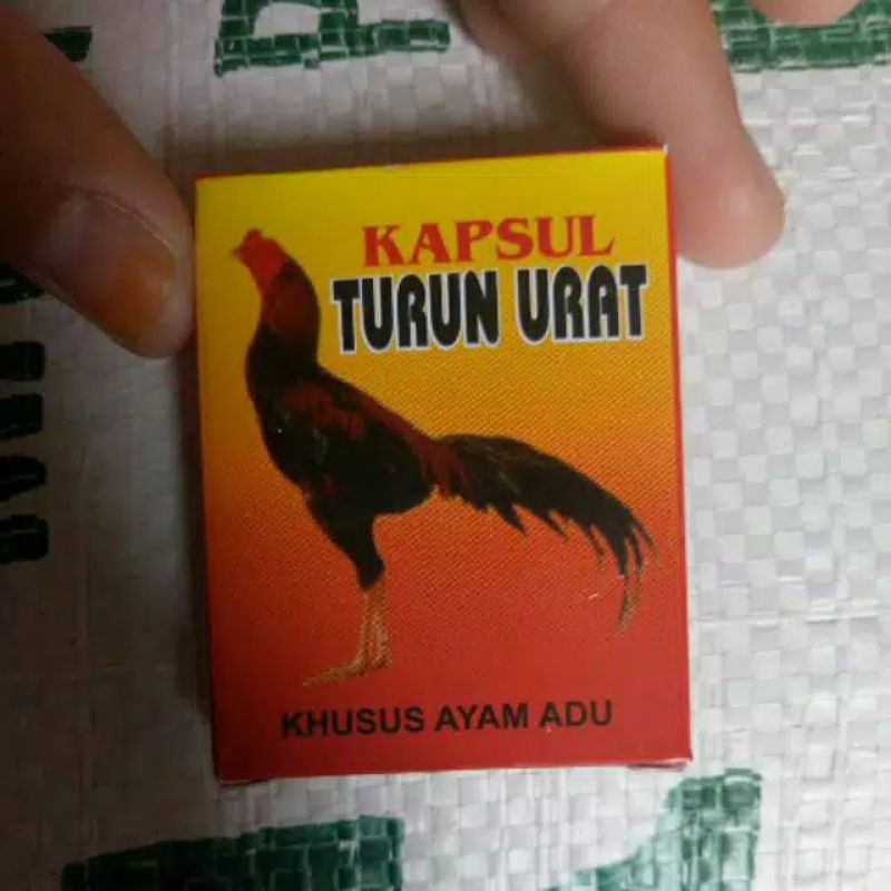 FORMULA TURUN URAT AYAM MENYEMBUHKAN AYAM PINCANG DAN  BENGKAK DI BAGIAN KAKI PINCANG AKIBAT BERTARU