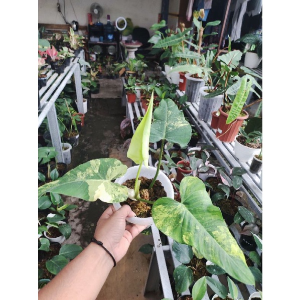 Philo Domesticum Varigata