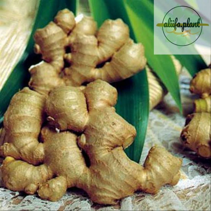 Bibit Jahe merah // jahe merah