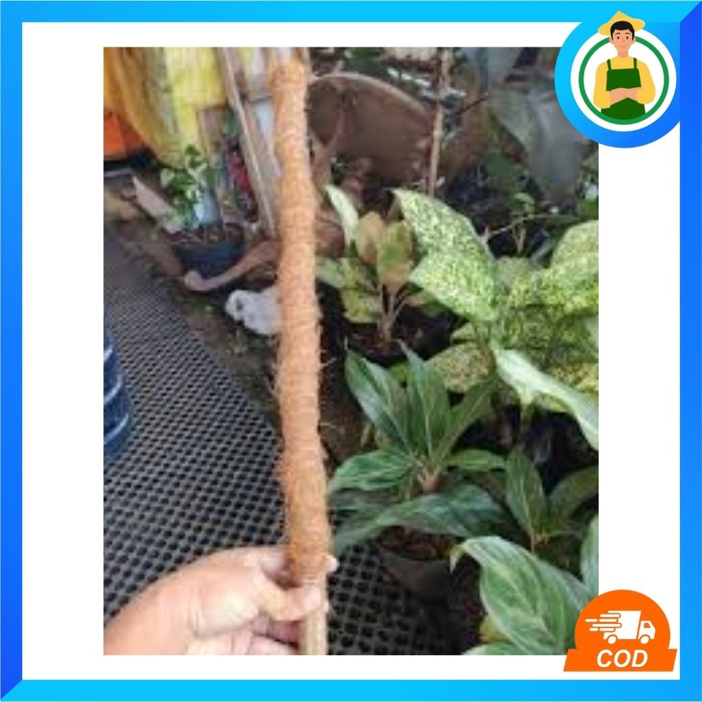 Turus Penyangga Rambatan Tanaman Bunga Aglonema Anggrek Janda Bolong 50 cm Bahan Bambu