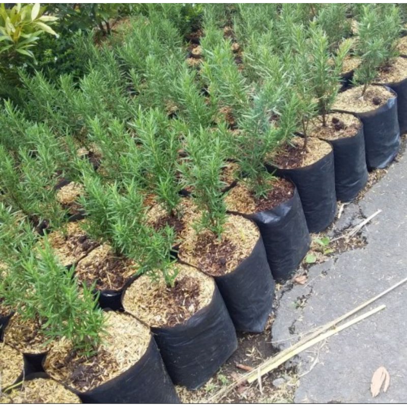 Bibit pohon rosemary / Tanaman rosemary
