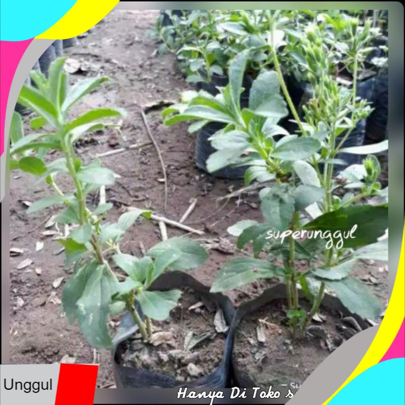 

Ungggul Bibit Stevia Si Daun Manis Super