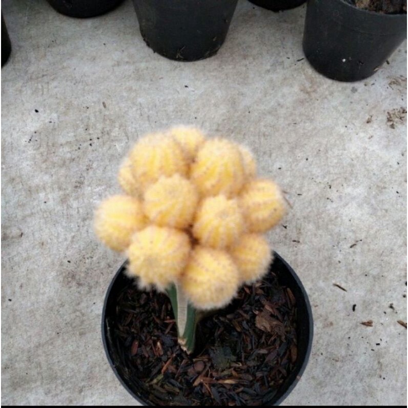 kaktus jenis logan maru