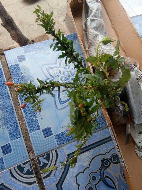 Tanaman Bonsai Delima Mini