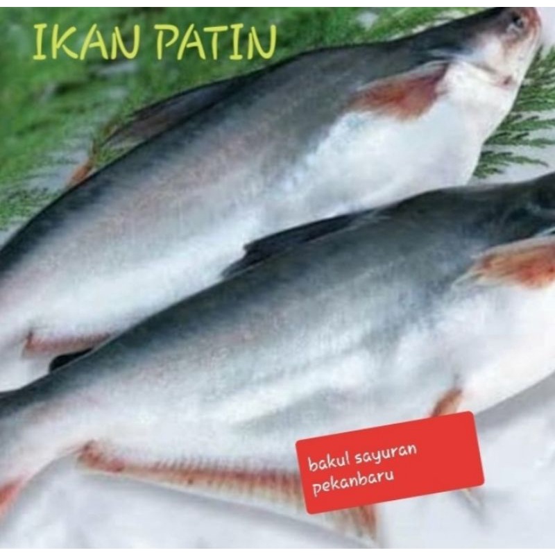 

Ikan Patin Segar 1 kg || Daging Saja & Per Ekor