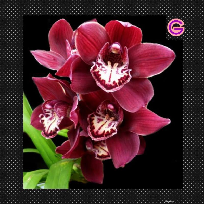 anggrek cymbidium australia