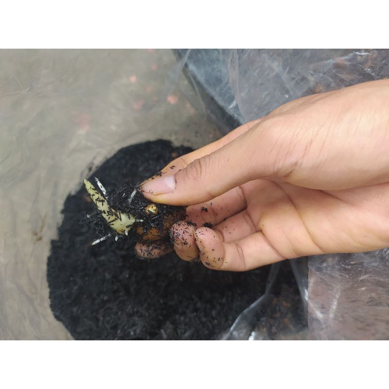 Bibit Jahe Emprit per tunas rimpang