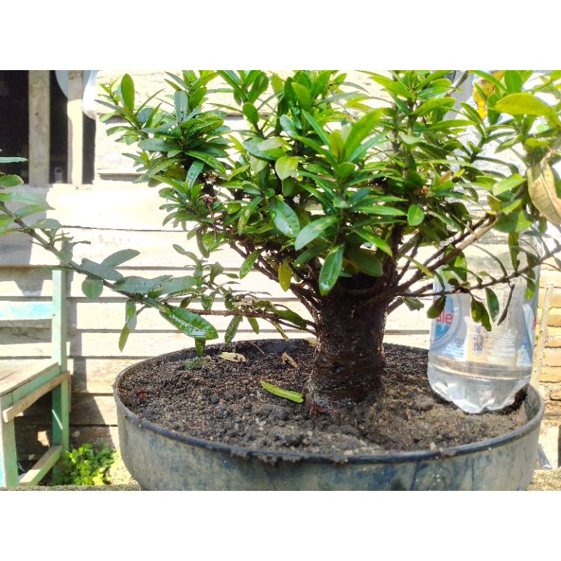 Bahan Bonsai Asoka Merah (Bonggol besar)